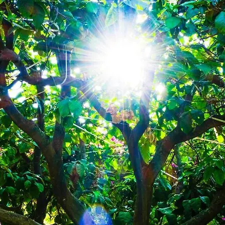 Lemon Garden Nocleg ze śniadaniem Çıralı