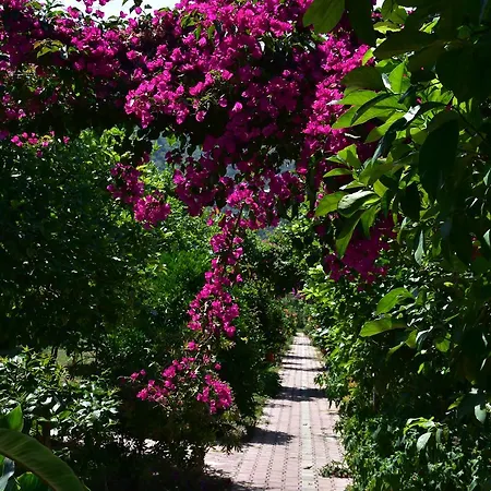 Nocleg ze śniadaniem Lemon Garden Çıralı
