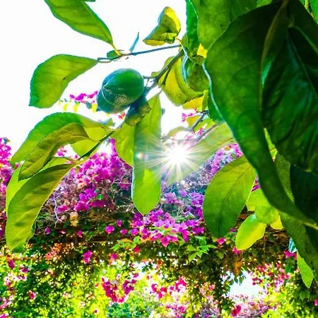 Lemon Garden Bed & Breakfast 2*